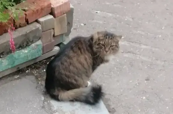 Кошка найдена: Колхозная ул., Красково