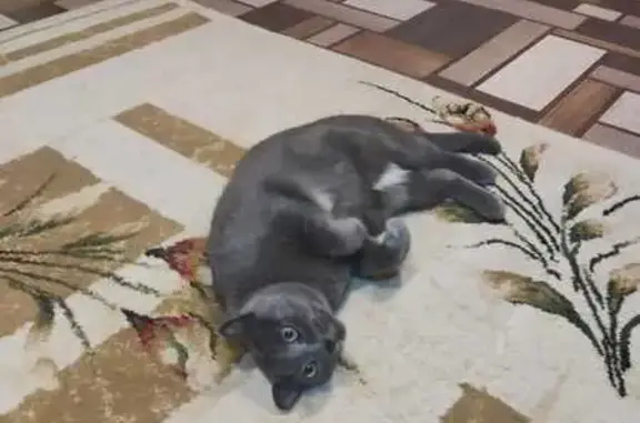Пропала кошка в Сибае, Башкортостан