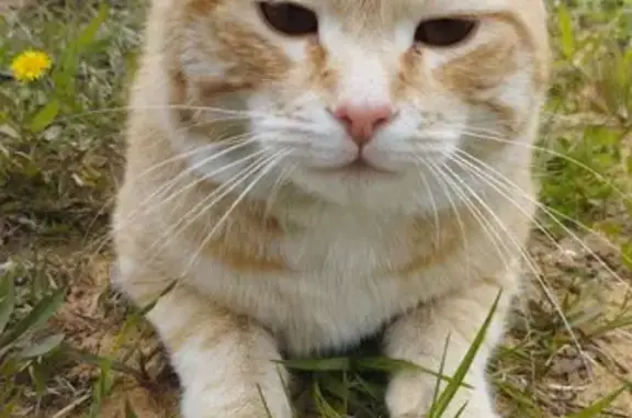 Найдена кошка, Горкинское, фото: Кот потерялся: Слободка-Бардово, +79154122125