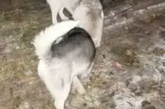 Собаки потеряшки, Кетовский муниципальный округ, фото: Потеряшкаи хаски: снт Иволга 24, Цветочная