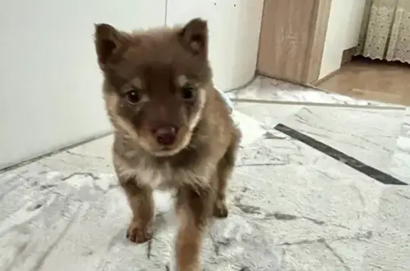 Найдена собака, Липецк, фото: Найдена собака, ул. Титова, 10, Липецк