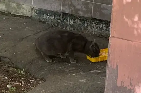Пропала кошка: Бескудниковский бул. 30 к4