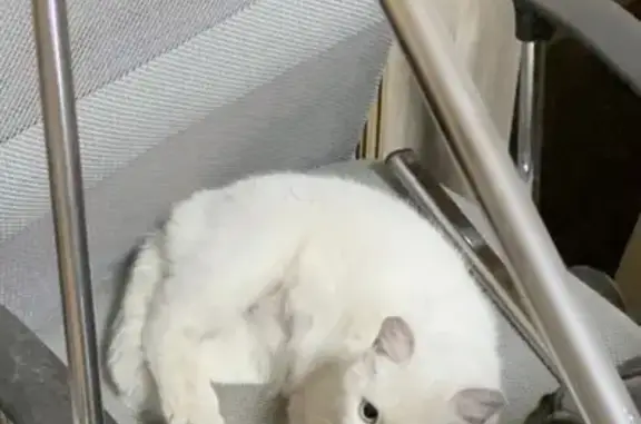 Найдена белая кошка, ул. Набережная