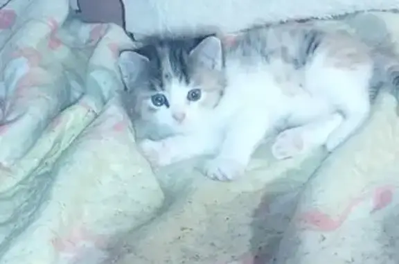 Кошки потеряшки, Уфа, фото: Кошка пропала: ул. Губайдуллина, 6