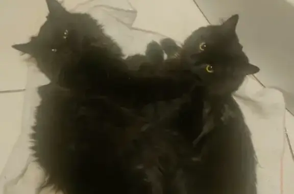 Пропала черная кошка: Рысакова, 51