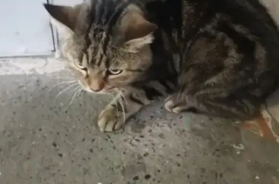 Найдена кошка, Новокузнецк