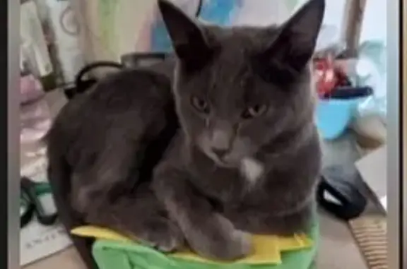Найден серый кот: Красноярск, д. 205/2. 80