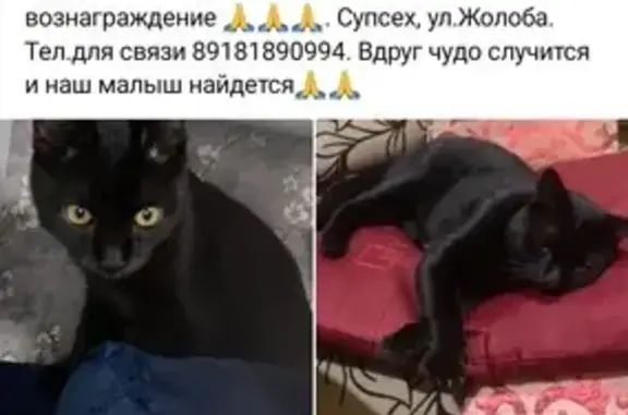 Пропал черный кот Марсик, Жолоба, 53