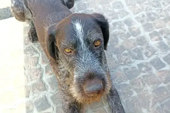 Пропала собака на Патрушева, Тюмень