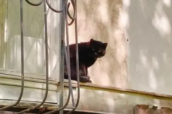 Черный кот найден: Широтная ул., 111