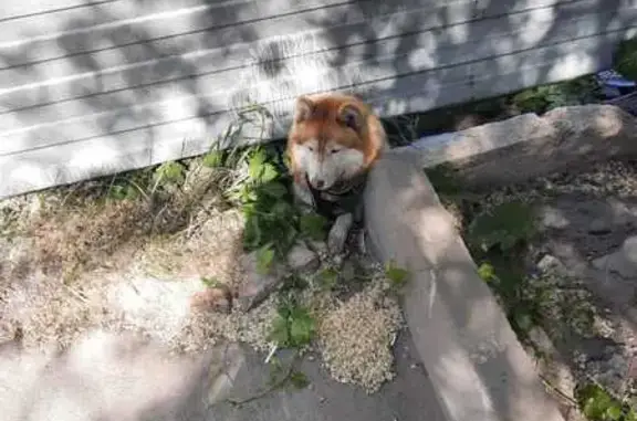 Найденные животные Ростов-на-Дону, фото: Найдена собака на Штахановского, 29А