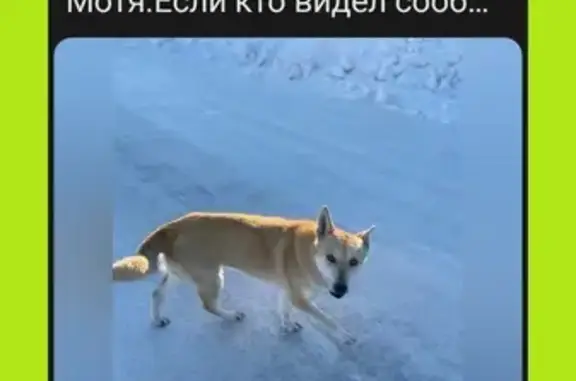 Пропала собака ул. Филимонова, Ильинский