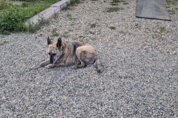 Пропала собака в Николо-Павловском