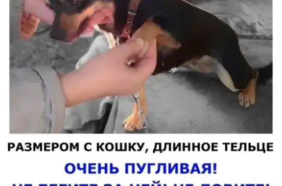 Пропала собака Муся в Москве