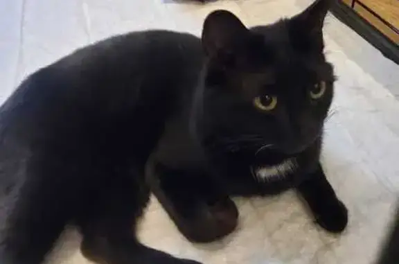 Найден черный котик, ул. Баркл...