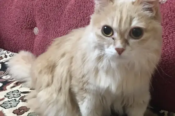 Кошки потеряшки, Нижневартовск, фото: Потеряшка кот Персик! Северная, 18