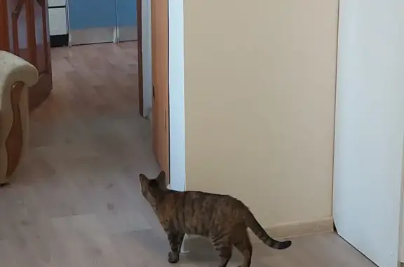 Кошки потеряшки, Уфа, фото: Потеряшка кошка Васька, Уфа, Сагита Агиша, 22/1