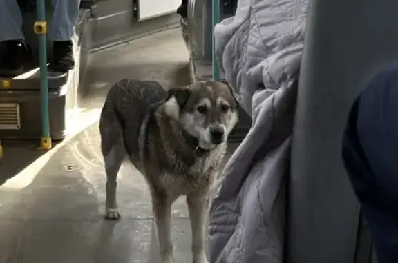Найдена собака: Усть-Курдюмская, 25