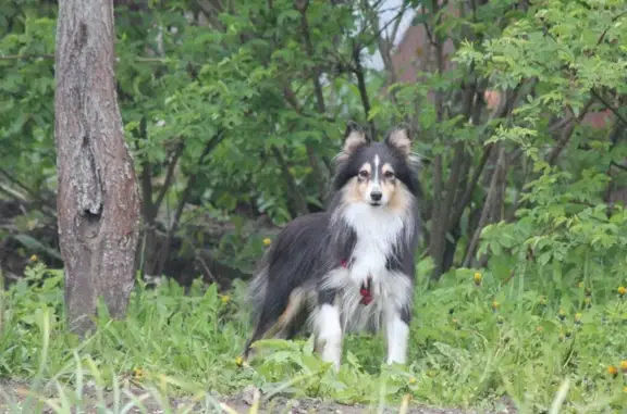 Найдена собака на 1-й Нововатутинской