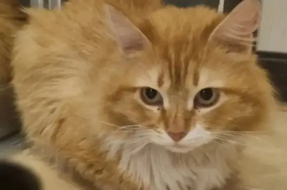 Кошки потеряшки, Осиновая Гора, фото: Потеряшка кот: 2-й Вост. пр-д, 2