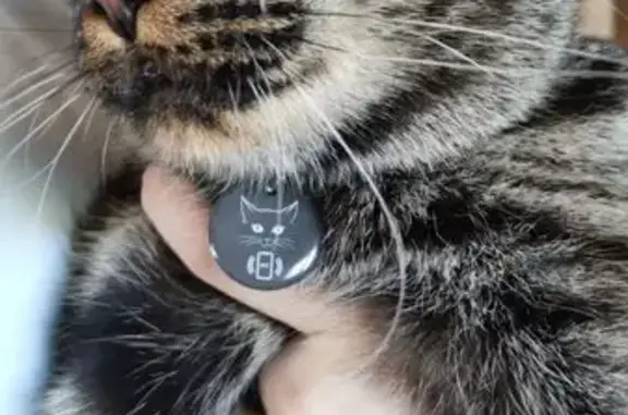 Кошки потеряшки, Раменский муниципальный округ, фото: Потеряшка кот: СНТ Яблоневая Усадьба, 14