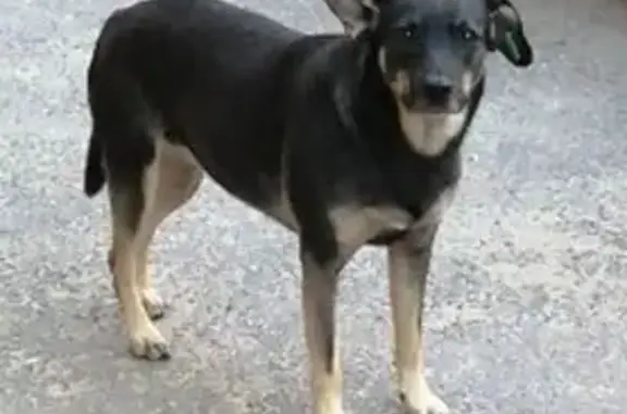 Пропала собака на Владимирской, Волгоград