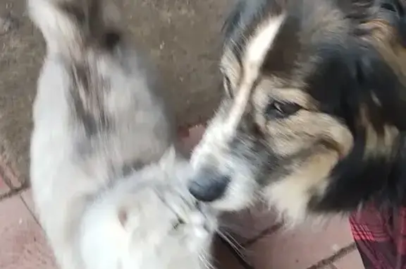 Кошки потеряшки, Тверь, фото: Потеряшка кошка ул. Осипенко, 32/12