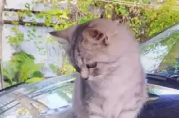 Кошки потеряшки, Тверь, фото: Потеряшка кошка: Осипенко, 32/12 Тверь