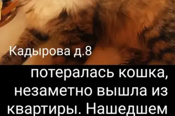 Пропала кошка: Кадырова, 8, Мск