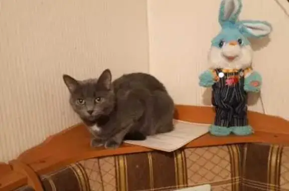 Кошки потеряшки, Санкт-Петербург, фото: Потеряшка кошка Тиша, пр-т Гагарина, СПб