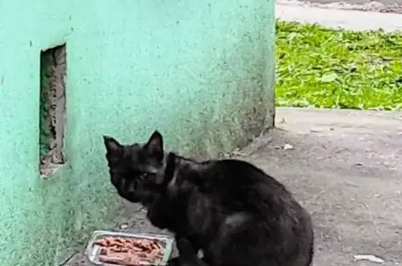 Найдена кошка, Черкизовская 24к3
