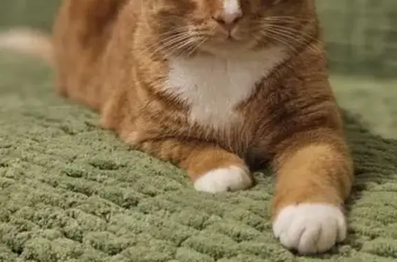 Пропал кот: Шевкопляса, 41, Инкерман