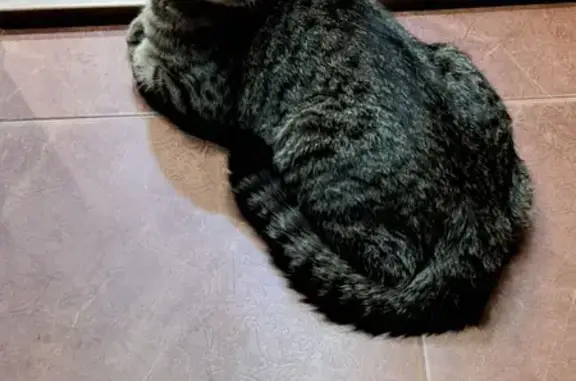 Найден серый кот: Академика Королёва, 21