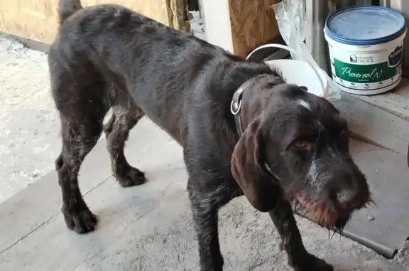 Пропала собака: Созидателей, Ульяновск