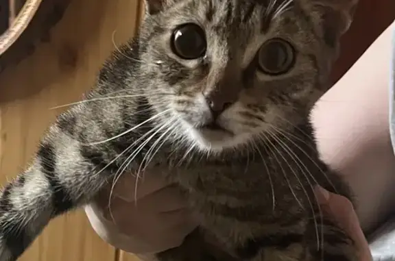 Найдена кошка, , фото: Кошка найдена: Ленинградская, 26