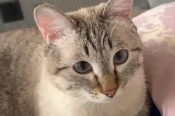 Кошки потеряшки, Новая Разводная, фото: Потеряшка кот Сяо, Воскресенская ул.