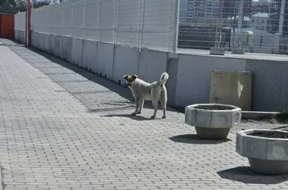 Найдена собака, ул. Татищева, Екб