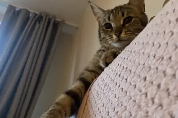 Кошки потеряшки, Санкт-Петербург, фото: Потеряшка кошка Муся, ул. Лени Голикова, 30