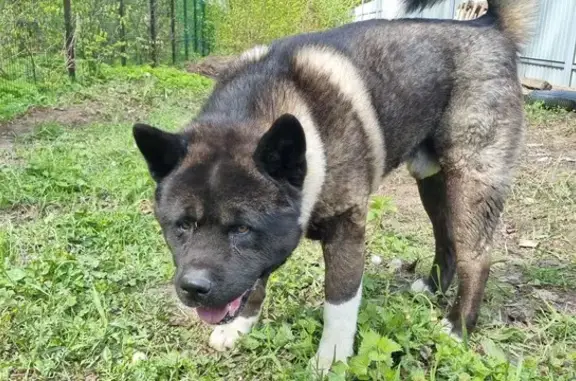 Найдена собака: Листопадная ул., 34, Казань
