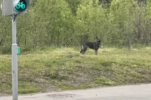 Найдена собака на Зайцевском шоссе