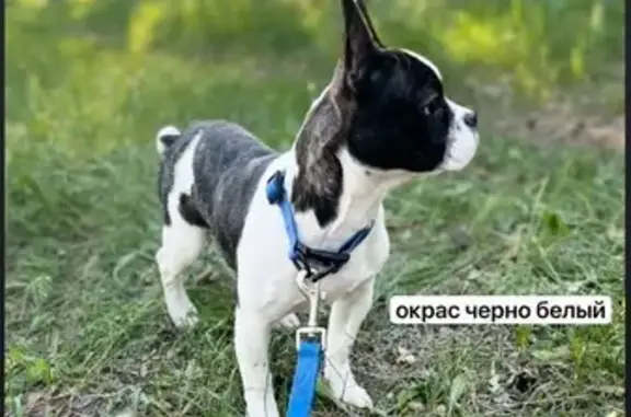 Пропала собака, Липецк, ул. Макарова 16