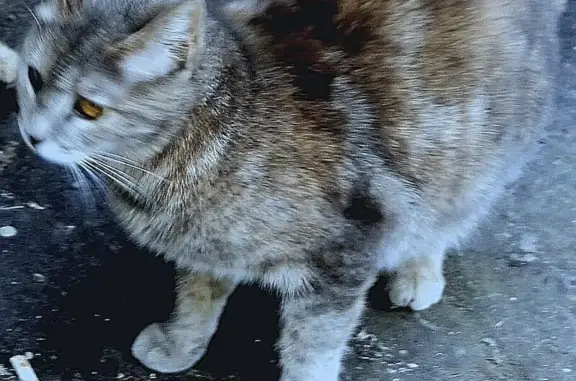 Пропала кошка: Борисовский проезд