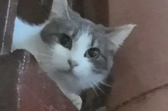 Найдена кошка: Ушинского, 31 к1, СПб