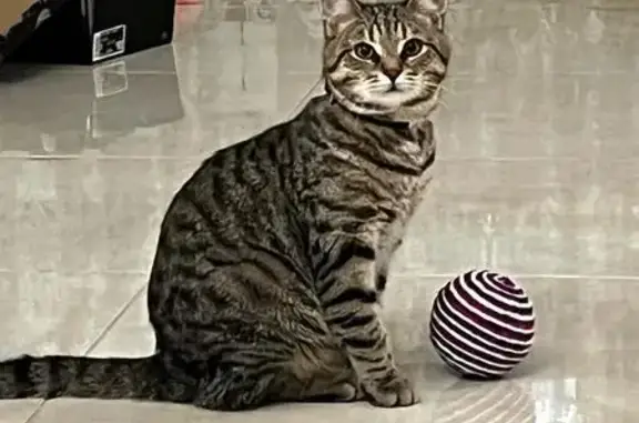 Кошки потеряшки, Набережные Челны, фото: Потеряшка кот Тим, Н. Челны, ул. Якупова, 58