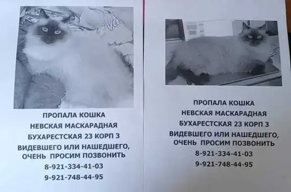 Кошки потеряшки, Санкт-Петербург, фото: Потеряшка Невская маскарадная, Бухарестская 23 к3