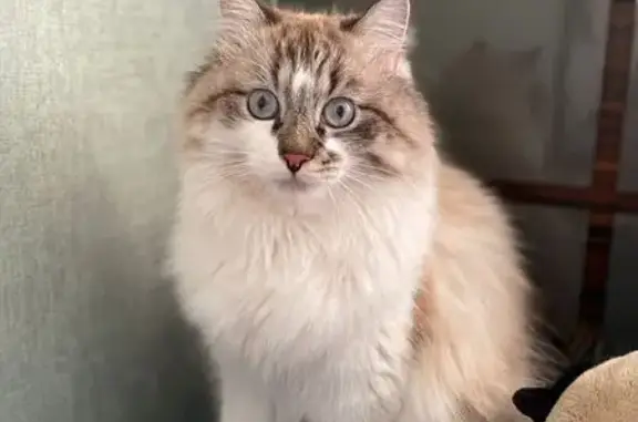 Кошки потеряшки, Ушаковское, фото: Потеряшка кошка, Худякова, Иркутск