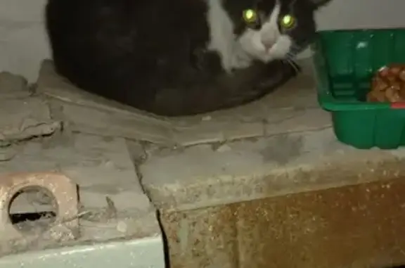 Найдена кошка на Артамонова, 8А