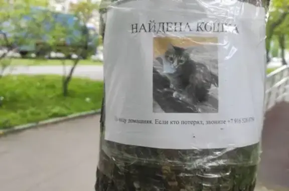 Найдена кошка: Мироновская, 18