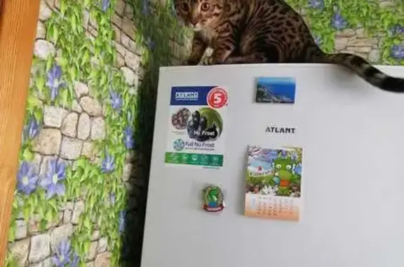 Кошки потеряшки, , фото: Потеряшка бенгал Лаки в Мелеузе