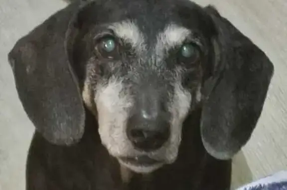 Пропала собака Нина, 15 лет, Гаревое